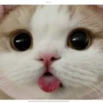 nisa kullanıcısının profil fotoğrafı