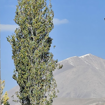 ali kullanıcısının profil fotoğrafı