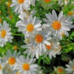 Nazmiyenur kullanıcısının profil fotoğrafı