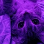 ZEYNEP;) kullanıcısının profil fotoğrafı